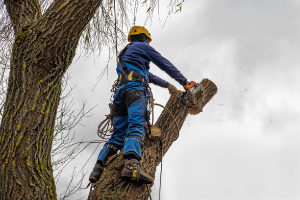 Best Utility Line Clearance  in Beaverton, OR