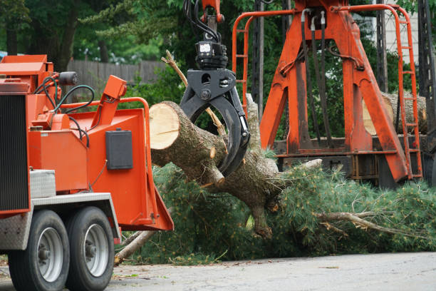  Beaverton, OR Tree Services Pros